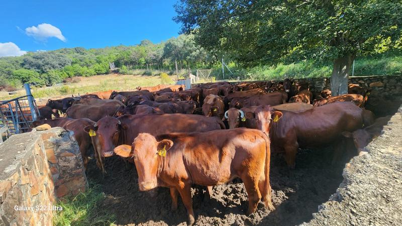 0 Bedroom Property for Sale in Rustenburg Rural North West
